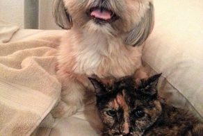 Is This A Dog Or A Teddy Bear