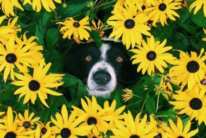Can You Find Momo In These Pics?