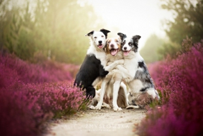 Adorable Dog Photography That Will Make You Happy by Alicja Zmyslowska