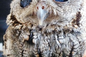 Meet Zeus: The Rescued Blind Owl With Stars In His Eyes