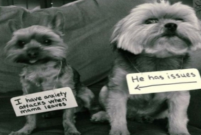 Hilarious Pets Facing Public Shaming That Will Make You Say AwWw!