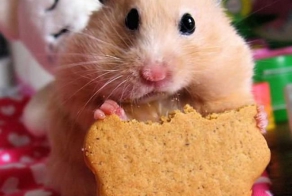 Watching Animals Chewing Is The Cutest Thing You Will See Today