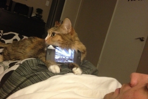 17 Perfect And Adorable Uses For Your Cat