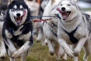 A Sled Dog European Championship in Hungary