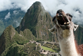 Funny Yawning Animals