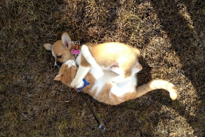 This Corgi And Cat Are Inseparable Friends