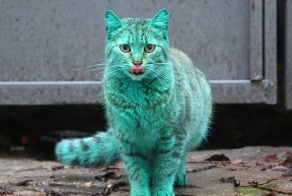 This Stray Cat Accidentally Turned Itself Green
