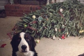 Pets VS Christmas Decorations