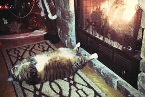 These animals know how to keep warm this winter