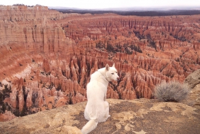 Wild Adventures Of A Man And His Dog In Majestic Nature Photos
