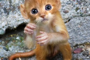 Mittens: Cute Monkey-Kitten Hybrids