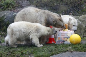 Polar Bear Twins Celebrate 1st Birthday in Hellabrunn