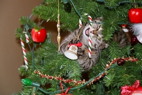 Dogs And Cats That Destroyed Christmas