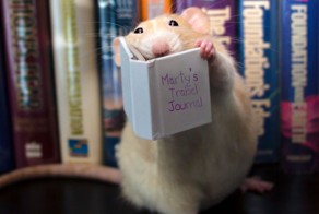 The Adorable Adventures Of Marty The Mouse