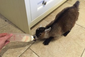 Baby Goat Rejected By His Mom Becomes Best Friends With A Human
