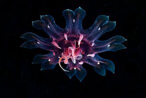 The Alien Beauty Of Jellyfish