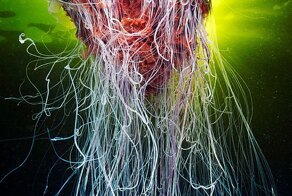 The Alien Beauty Of Jellyfish