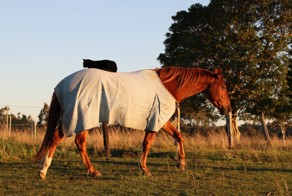 My Cat Morris Loves To Go Horse Riding!