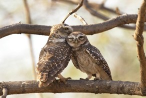 Share Your Best Photos Of Loving Bird Couples