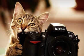 Share Pictures Of Animals Getting Comfortable With Camera Gear