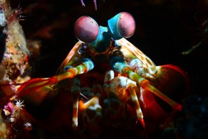 Amazing Underwater Creatures