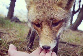 Finnish Squirrel-Whisperer Feeds Wild Animals For Cute Wildlife Photos