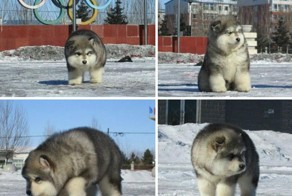 17+ Chubby Puppies That Look Like Teddy Bears