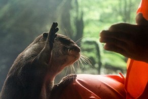A Sweet Otter Exhibit in Japan