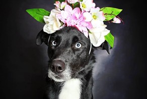 Overlooked Black Dogs Get Adopted With Beautiful Portraits
