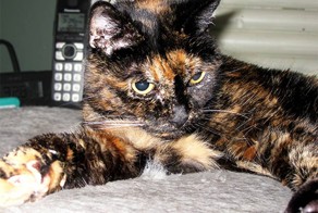 The World's Oldest Living Cat Is Older Than Taylor Swift