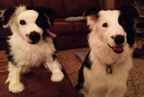 This Website Will Make A Plush Toy Of Your Dead Pet