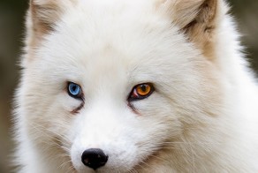 80 Unusually Beautiful Animals With Different-Colored Eyes