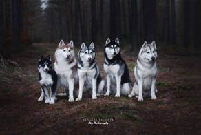 Dog photography