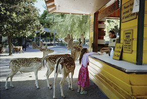Amelia And The Animals