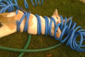 19 Cats Who Made Poor Life Choices