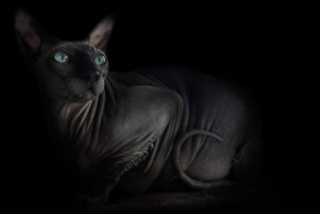 The Odd beauty of Sphynxes