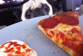 These 40 Pets Love Pizza More Than Life Itself