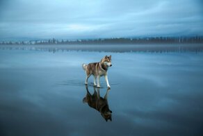 Magical Photos Of Siberian Huskies Playing On A Frozen Lake