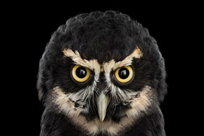 Keepers Of Wisdom: The Mystical Beauty Of Owls