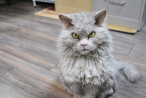 Meet Albert: The Sheep-Cat With A Bitchy Resting Face
