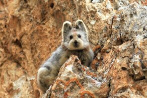 This Little Cutie Is The Real-Life Teddybear You Never Knew Existed