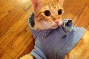 What Makes These 28 Pets Very Special Also Makes Them Super Adorable