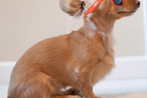 Adorable Dog Buns