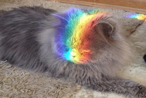 18 Pets Who Are Under Attack ... By Rainbows