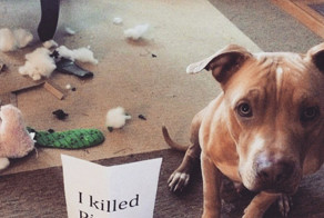These Dogs Were Caught Red-Handed…But You’ll Love Them Anyway