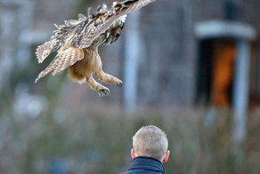 Meet The Dutch Owl Who Loves To Land On People’s Heads