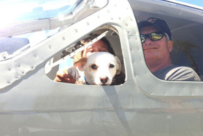 Volunteer Pilots Fly Shelter Dogs To New Homes