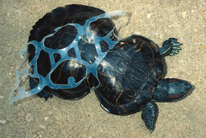 30 Heartbreaking Photos Of Pollution