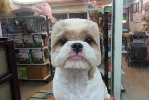 Taiwanese Give Dogs Perfectly Square Or Round Haircuts In Latest Trend