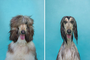 Dry Dog Wet Dog